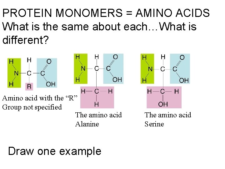 PROTEIN MONOMERS = AMINO ACIDS What is the same about each…What is different? Amino