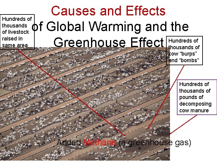 Causes and Effects Hundreds of thousands of livestock of Global Warming and the raised