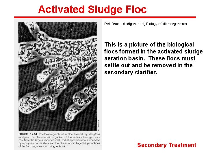 Activated Sludge Floc Ref: Brock, Madigan, et al, Biology of Microorganisms This is a