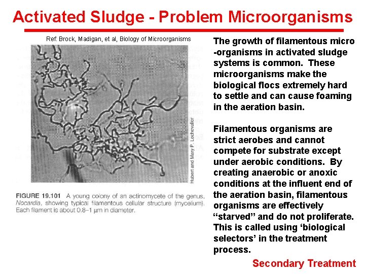 Activated Sludge - Problem Microorganisms Ref: Brock, Madigan, et al, Biology of Microorganisms The