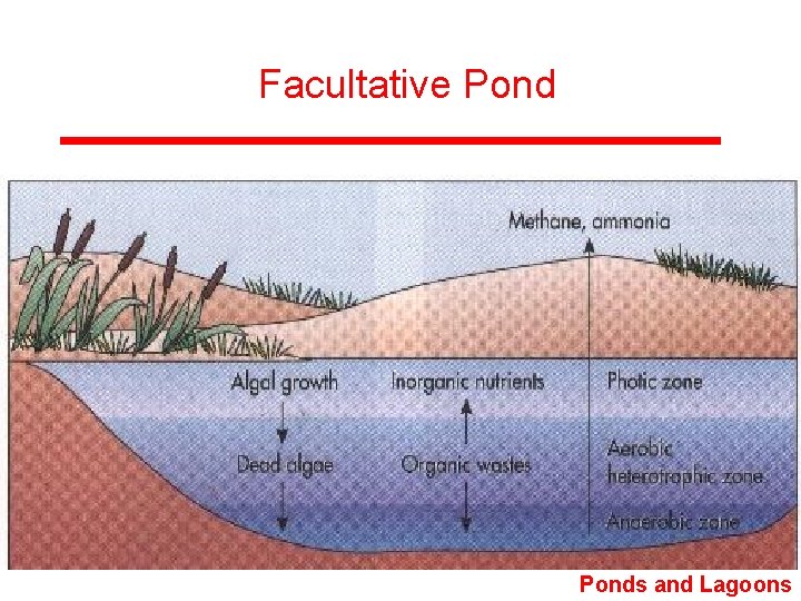 Facultative Ponds and Lagoons 