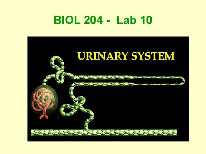 BIOL 204 - Lab 10 