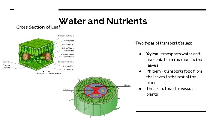 Water and Nutrients Two types of transport tissues: ● ● ● Xylem - transports