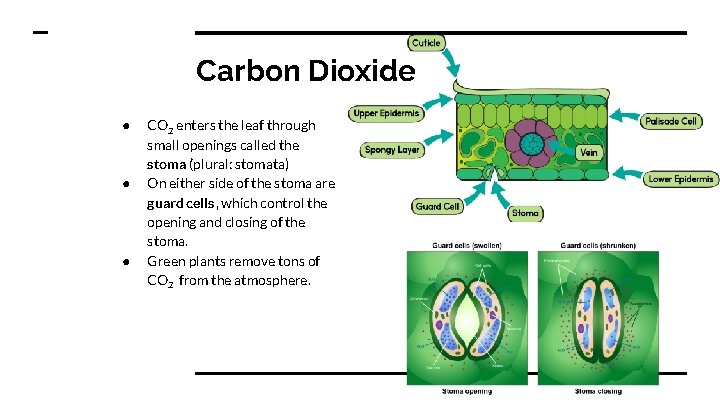 Carbon Dioxide ● ● ● CO 2 enters the leaf through small openings called