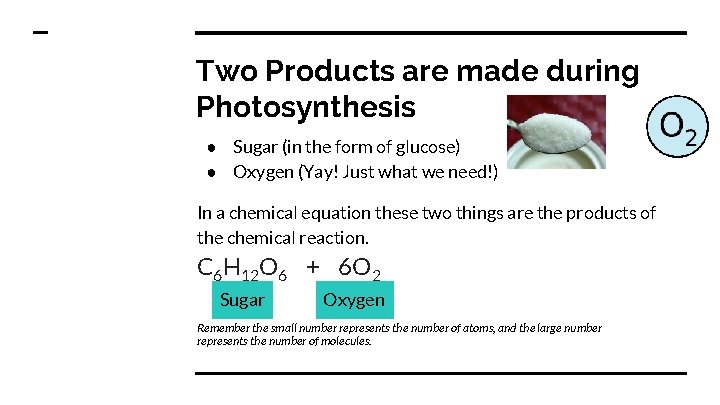 Two Products are made during Photosynthesis ● Sugar (in the form of glucose) ●