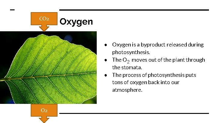 CO 2 Oxygen ● Oxygen is a byproduct released during photosynthesis. ● The O