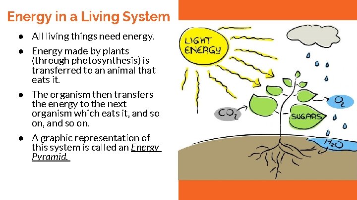 Energy in a Living System ● All living things need energy. ● Energy made