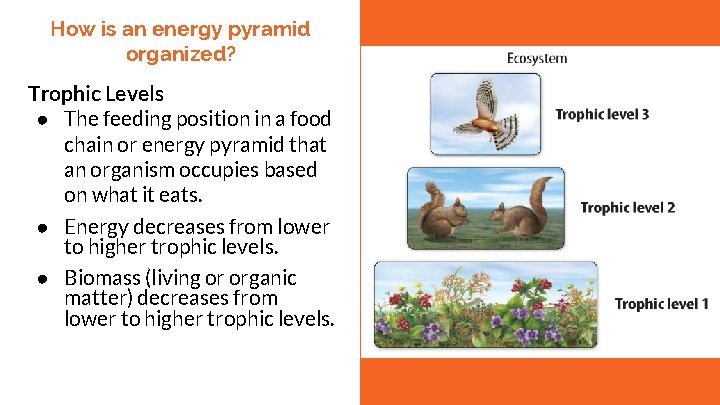 How is an energy pyramid organized? Trophic Levels ● The feeding position in a