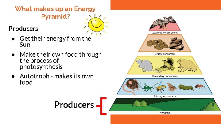 What makes up an Energy Pyramid? Producers ● Get their energy from the Sun