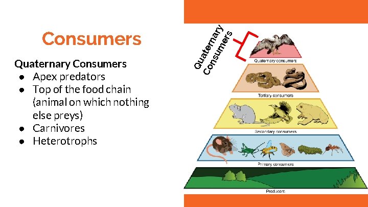 Quaternary Consumers ● Apex predators ● Top of the food chain (animal on which