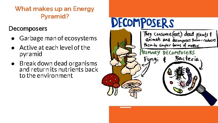 What makes up an Energy Pyramid? Decomposers ● Garbage man of ecosystems ● Active