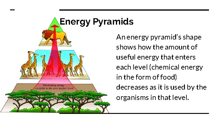 Energy Pyramids An energy pyramid’s shape shows how the amount of useful energy that