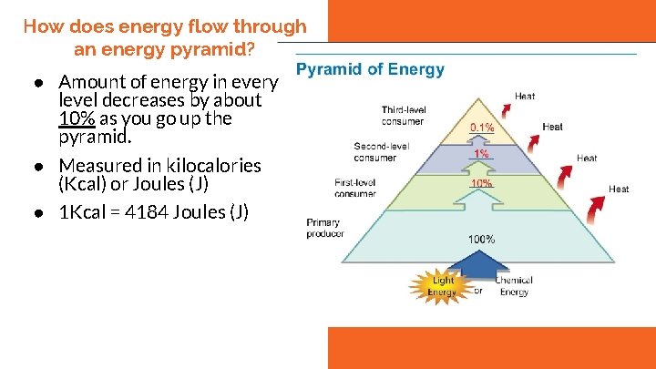 How does energy flow through an energy pyramid? ● Amount of energy in every