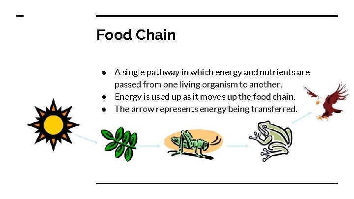 Food Chain ● A single pathway in which energy and nutrients are passed from