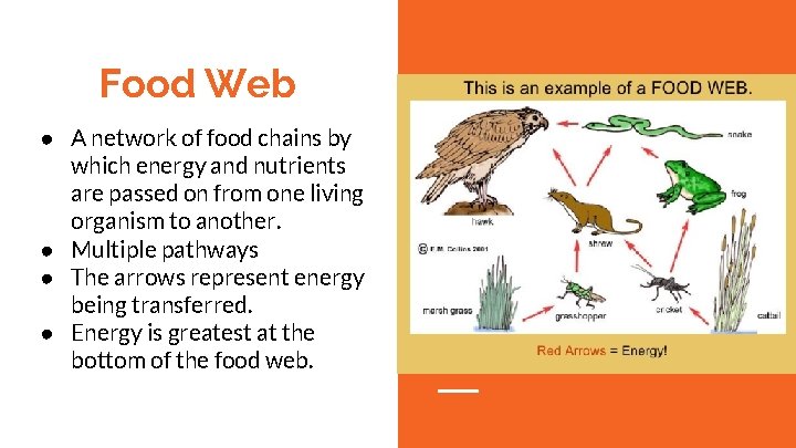 Food Web ● A network of food chains by which energy and nutrients are