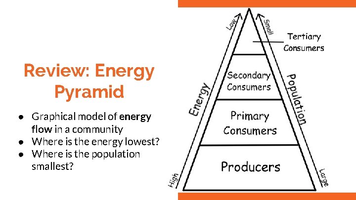 Review: Energy Pyramid ● Graphical model of energy flow in a community ● Where