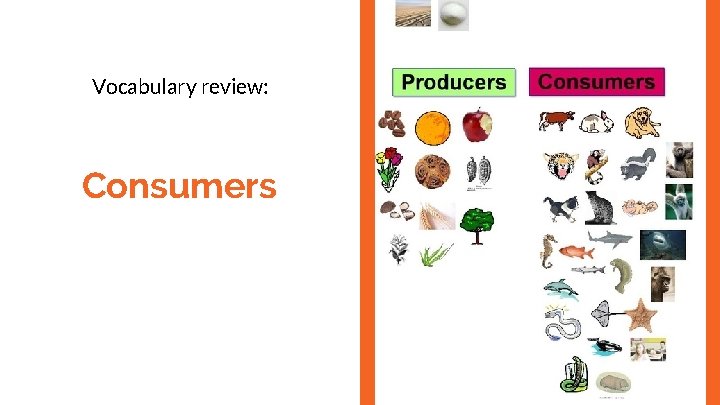 Vocabulary review: Consumers 