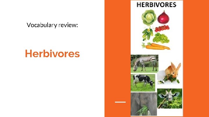 Vocabulary review: Herbivores 