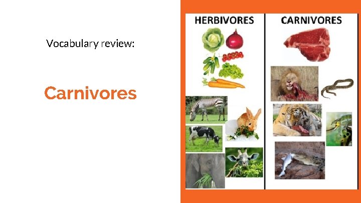 Vocabulary review: Carnivores 
