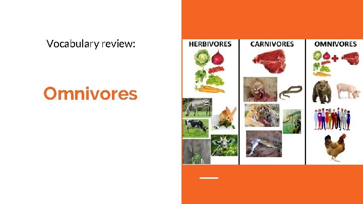 Vocabulary review: Omnivores 