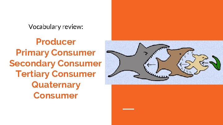 Vocabulary review: Producer Primary Consumer Secondary Consumer Tertiary Consumer Quaternary Consumer 