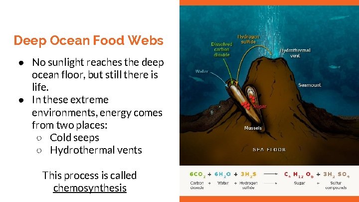 Deep Ocean Food Webs ● No sunlight reaches the deep ocean floor, but still