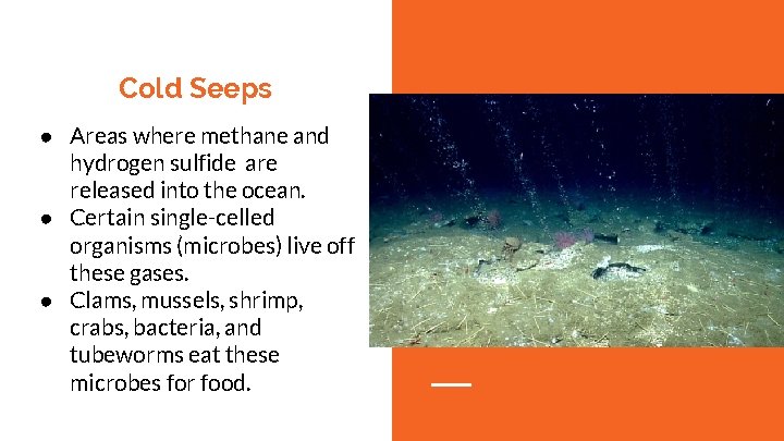 Cold Seeps ● Areas where methane and hydrogen sulfide are released into the ocean.