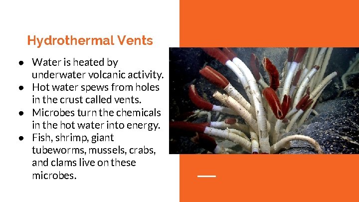 Hydrothermal Vents ● Water is heated by underwater volcanic activity. ● Hot water spews