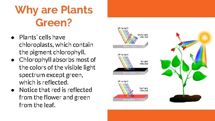 Why are Plants Green? ● Plants’ cells have chloroplasts, which contain the pigment chlorophyll.