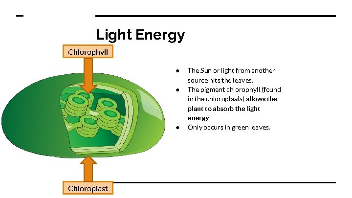 Light Energy Chlorophyll ● ● ● Chloroplast The Sun or light from another source