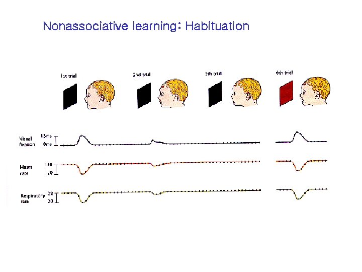 Nonassociative learning: Habituation 