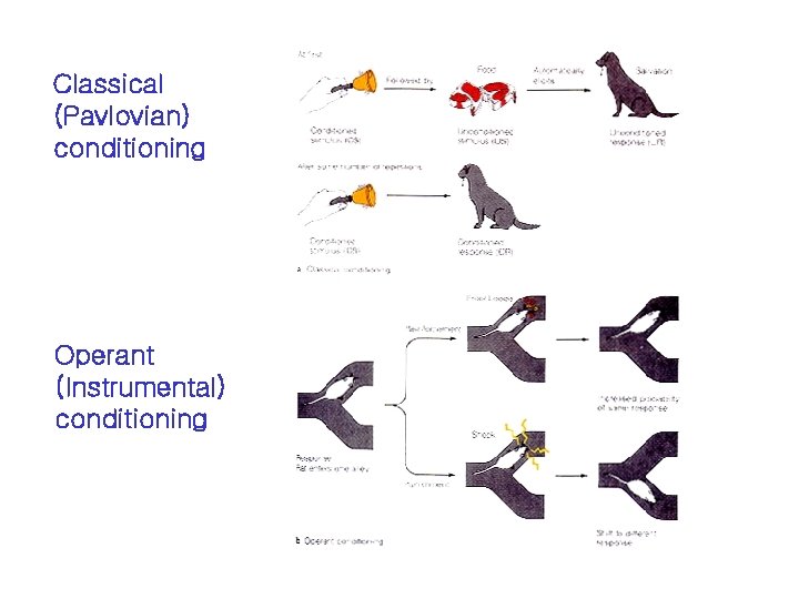 Classical (Pavlovian) conditioning Operant (Instrumental) conditioning 