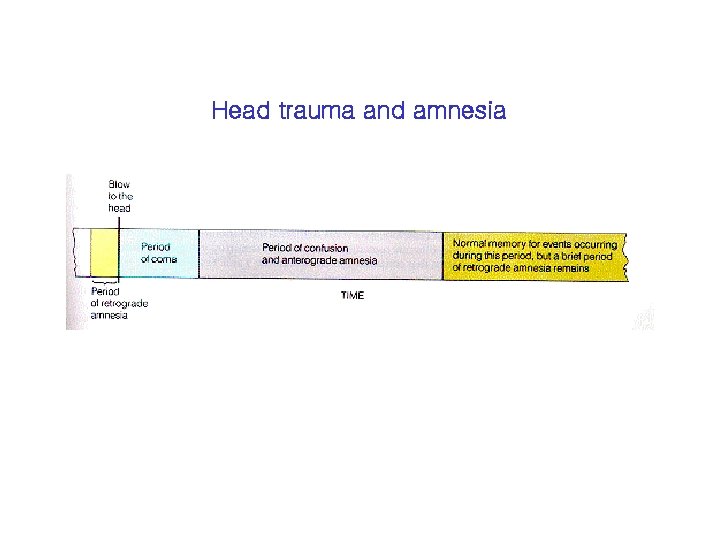 Head trauma and amnesia 