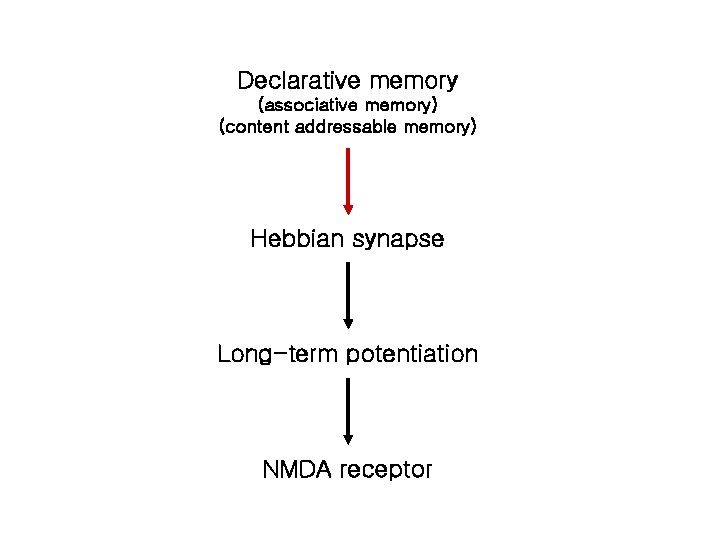 Declarative memory (associative memory) (content addressable memory) Hebbian synapse Long-term potentiation NMDA receptor 