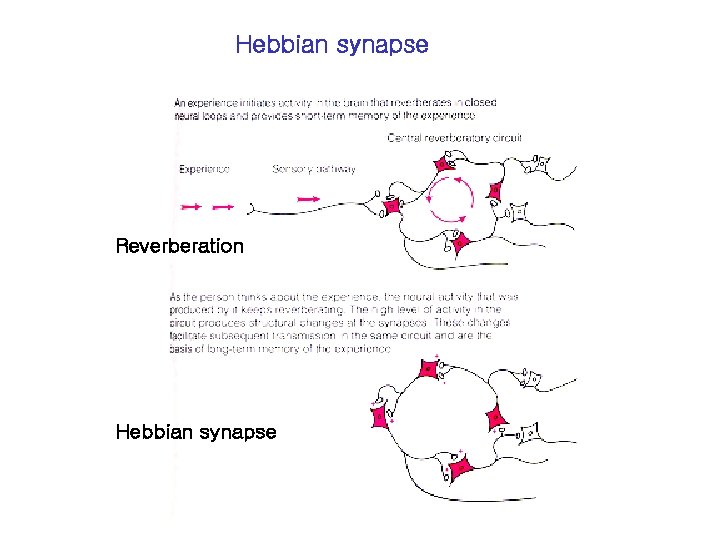 Hebbian synapse Reverberation Hebbian synapse 