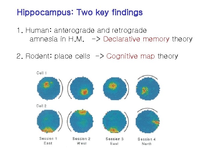Hippocampus: Two key findings 1. Human: anterograde and retrograde amnesia in H. M. ->