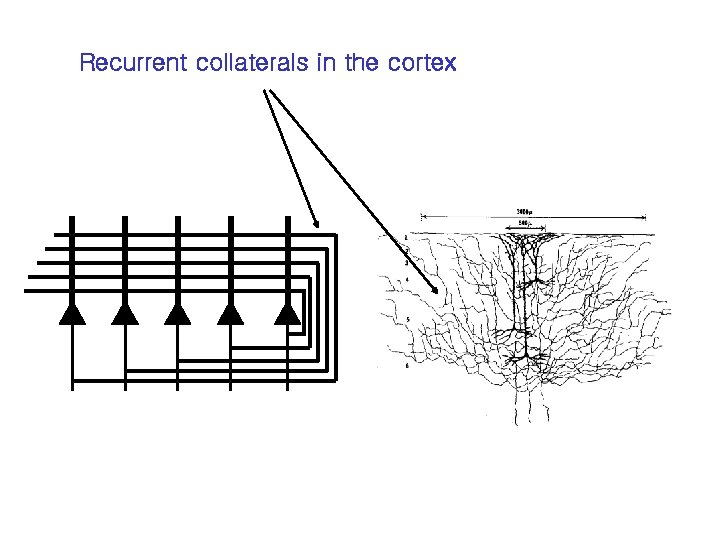 Recurrent collaterals in the cortex 