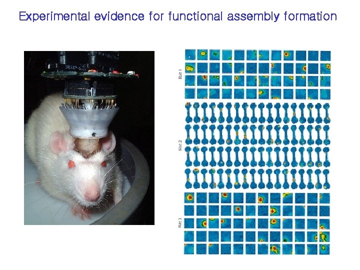 Experimental evidence for functional assembly formation 