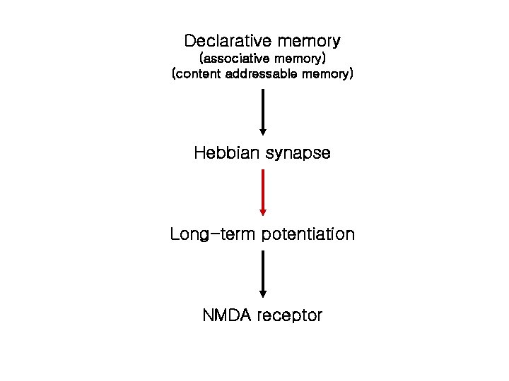 Declarative memory (associative memory) (content addressable memory) Hebbian synapse Long-term potentiation NMDA receptor 