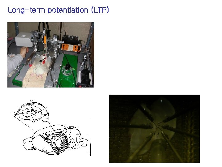 Long-term potentiation (LTP) 