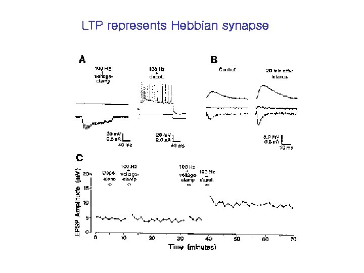 LTP represents Hebbian synapse 