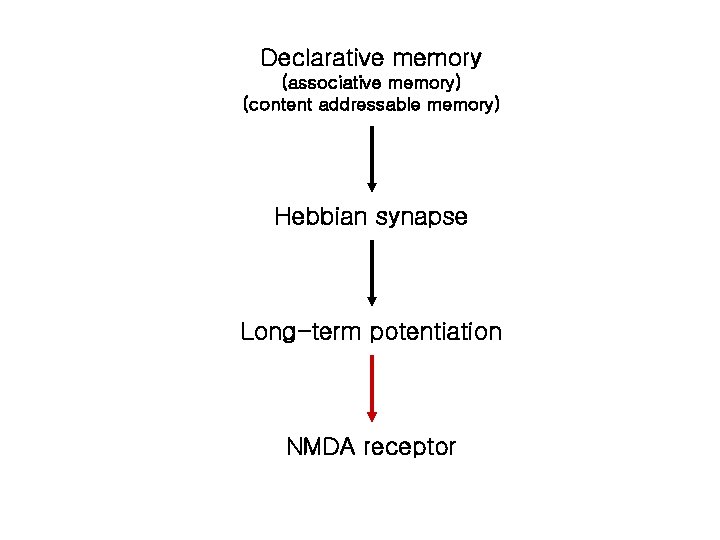 Declarative memory (associative memory) (content addressable memory) Hebbian synapse Long-term potentiation NMDA receptor 