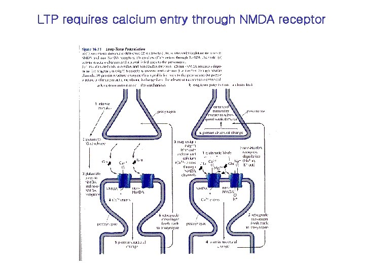 LTP requires calcium entry through NMDA receptor 