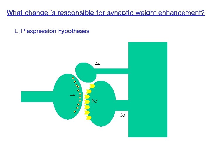 What change is responsible for synaptic weight enhancement? LTP expression hypotheses 4 1 2