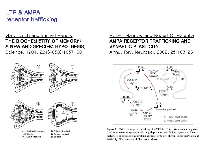 LTP & AMPA receptor trafficking Gary Lynch and Michell Baudry THE BIOCHEMISTRY OF MEMORY: