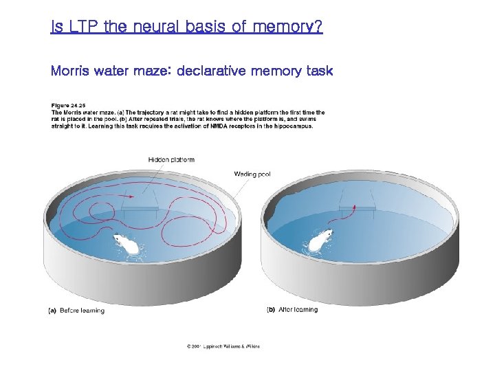 Is LTP the neural basis of memory? Morris water maze: declarative memory task 