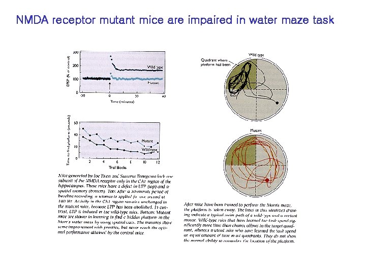 NMDA receptor mutant mice are impaired in water maze task 