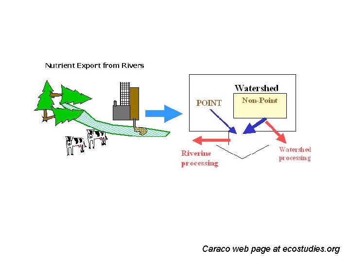 Caraco web page at ecostudies. org 