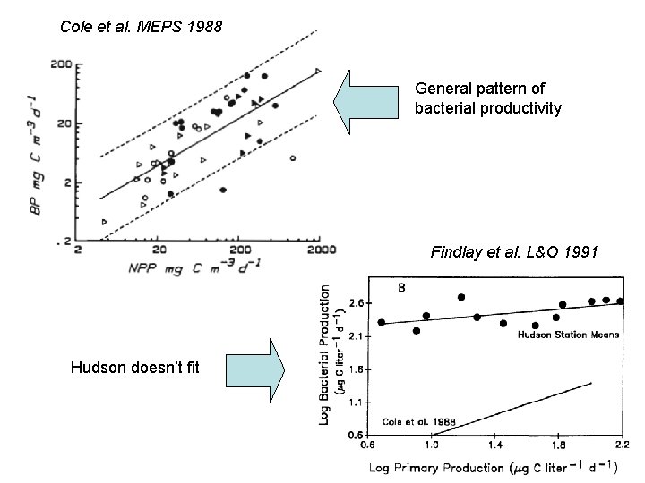 Cole et al. MEPS 1988 General pattern of bacterial productivity Findlay et al. L&O