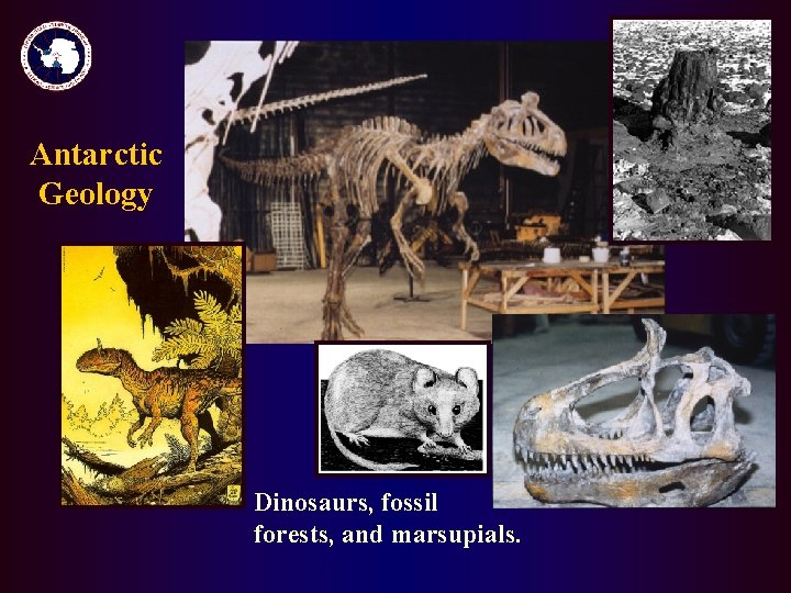 Antarctic Geology Dinosaurs, fossil forests, and marsupials. Antarctic Geology Dinosaurs, fossil forests, and marsupials.